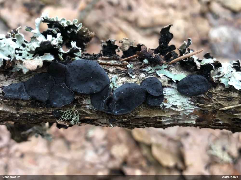 Nošķeltā eksīdija