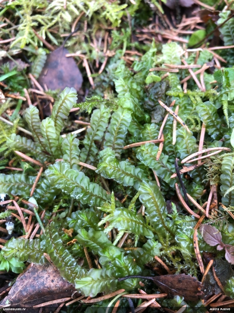 Lielā greizkausīte