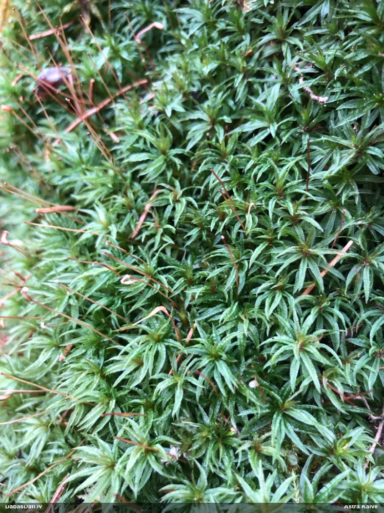 Viļņainā lācīte