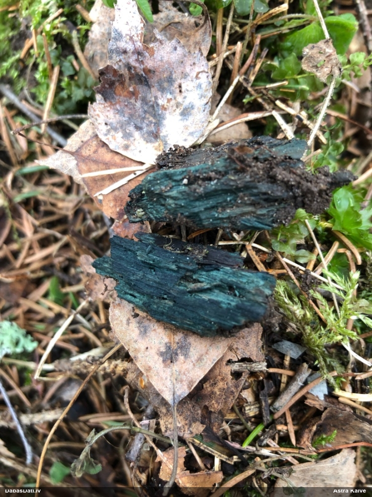 Zilzaļā hlorociborija