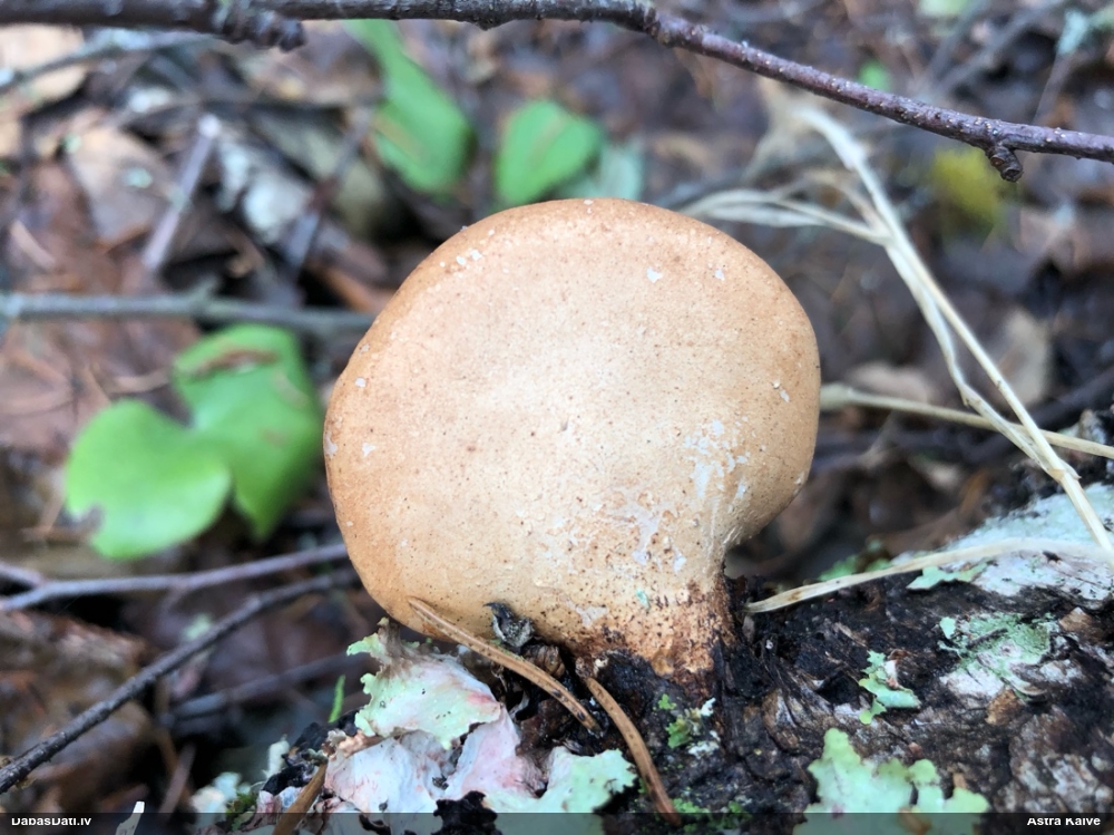 березовый Трутовик