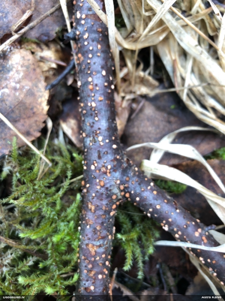 Lapkoku sarkankārpainība