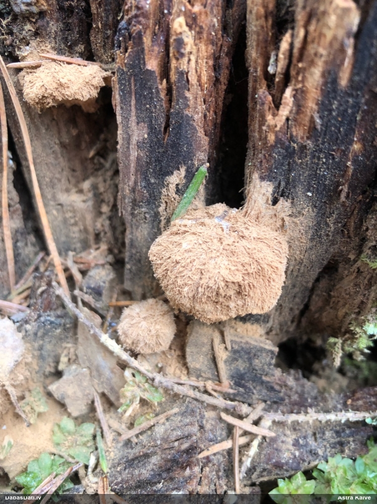 Pūkainā mīkstpiepe