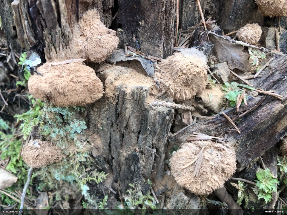 Pūkainā mīkstpiepe