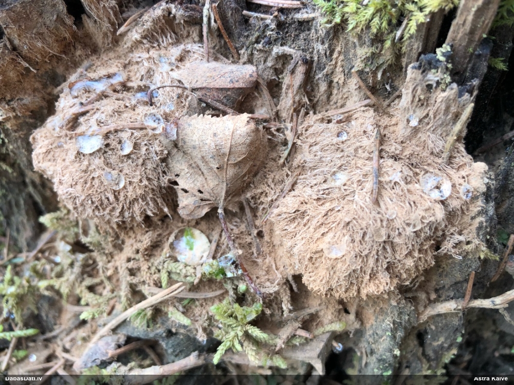 Pūkainā mīkstpiepe