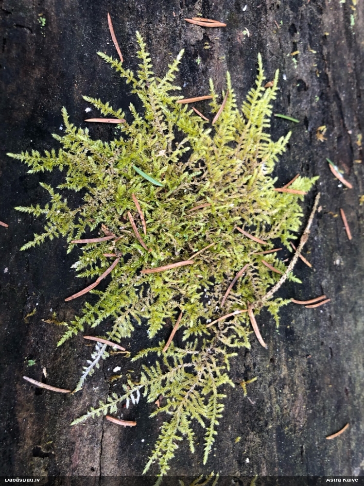 Ložņu platgredzene