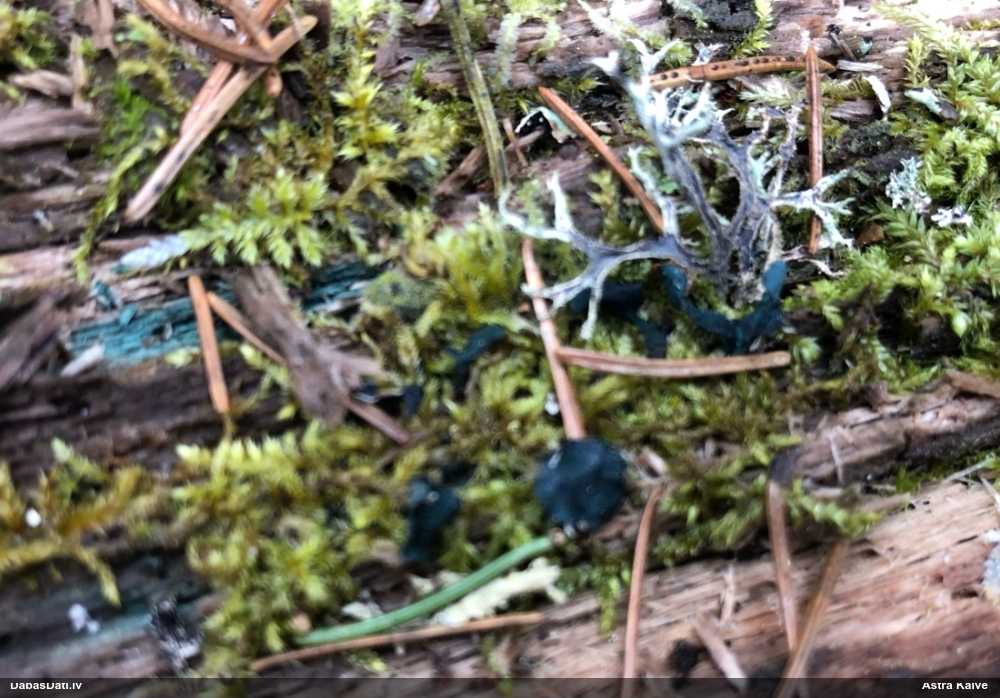 Zilzaļā hlorociborija