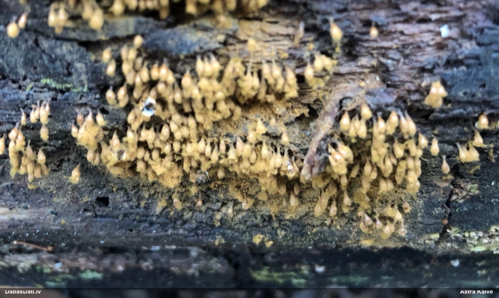 Trihija, hemitrihija (nenoteikta)