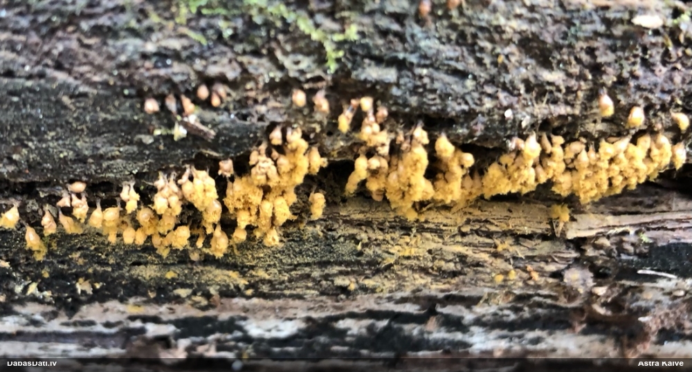 Trihija, hemitrihija (nenoteikta)