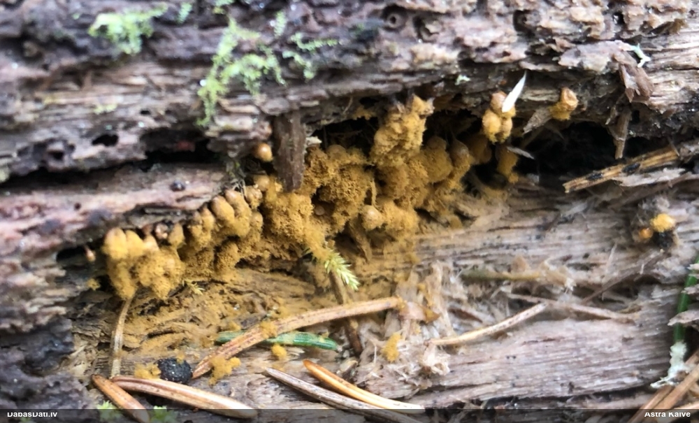 Trihija, hemitrihija (nenoteikta)