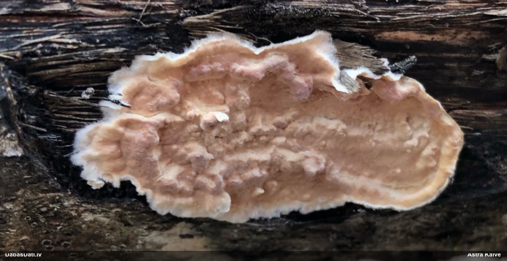 Sēne Corticium roseum
