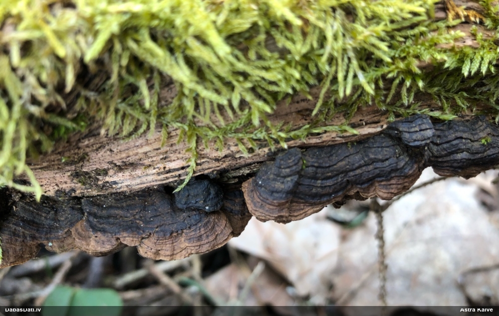 Ozolu brūnsvārcene