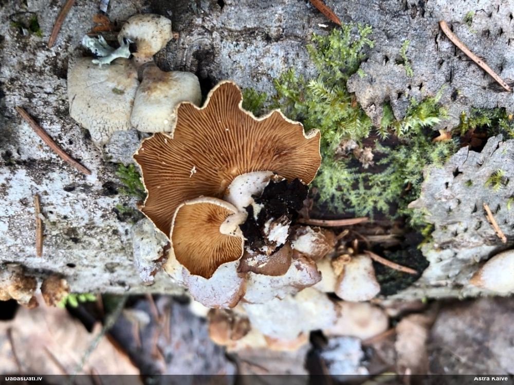 Sūrā pundurkamolene