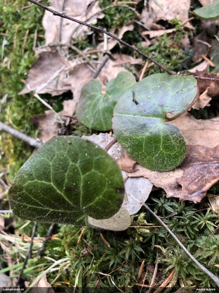 копытень европейский