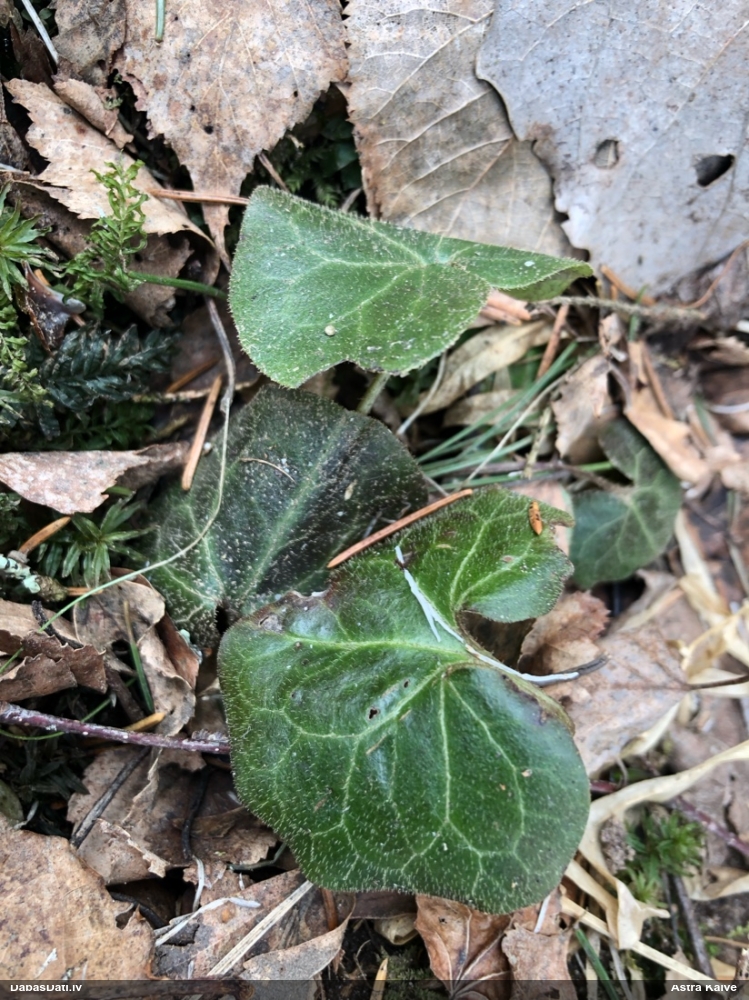 копытень европейский