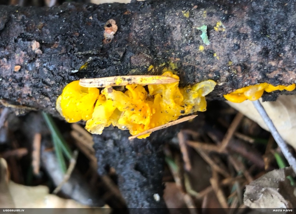 оранжевая, пленчатая дрожалка