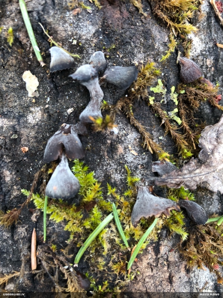 Gliemežnīcene (nenoteikta)