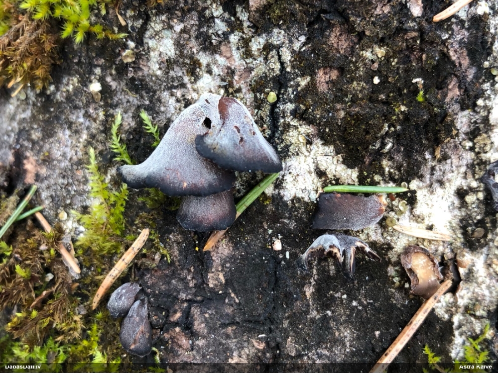 Gliemežnīcene (nenoteikta)