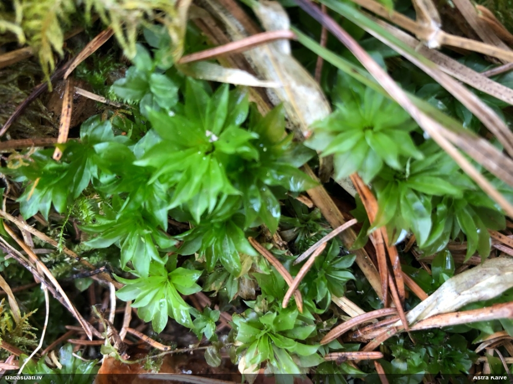 Parastā rožgalvīte