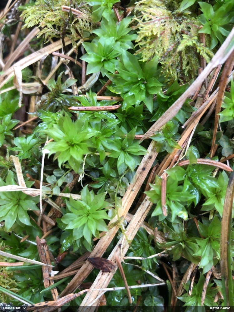 Parastā rožgalvīte