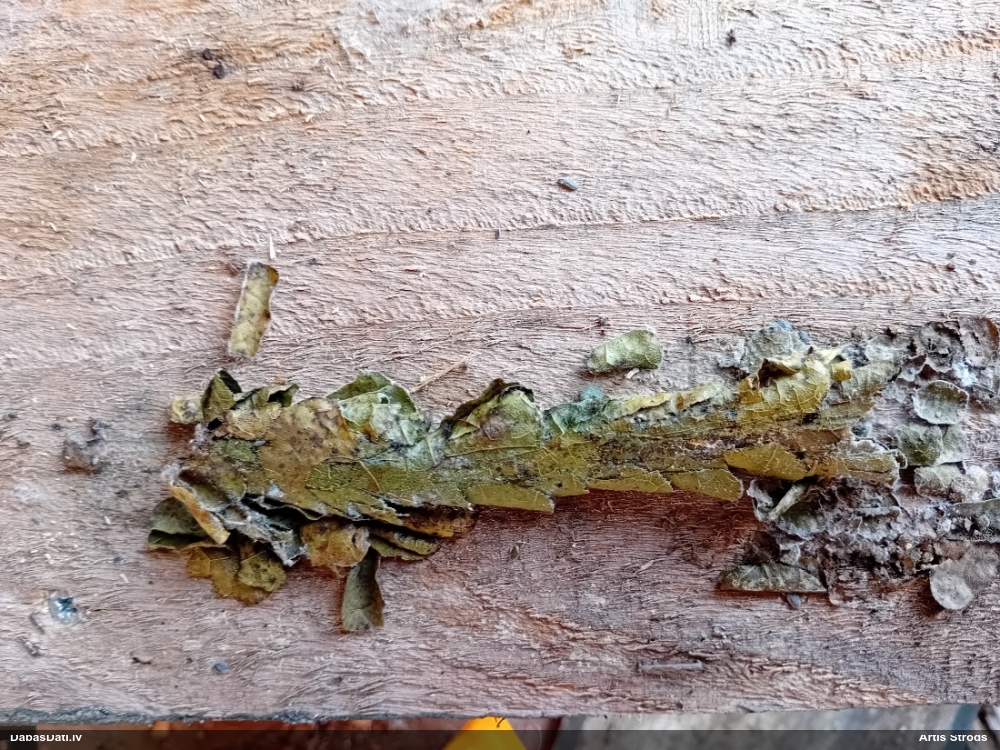 Kukainis (nenoteikts)