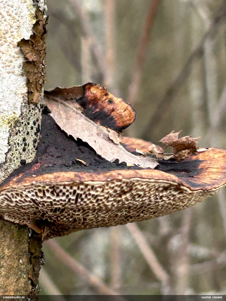 Parastā labirintpiepe