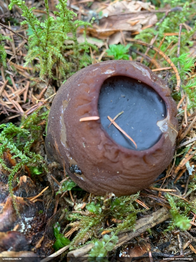 шаровидная саркосома