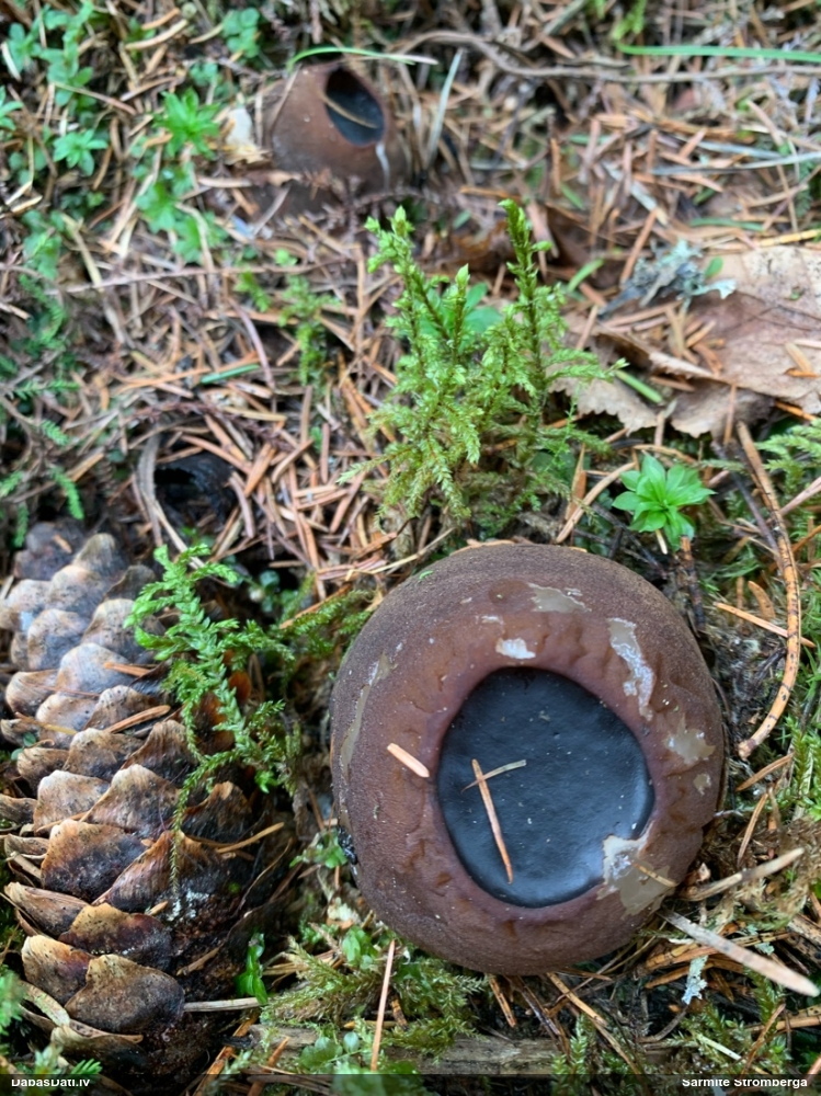 шаровидная саркосома