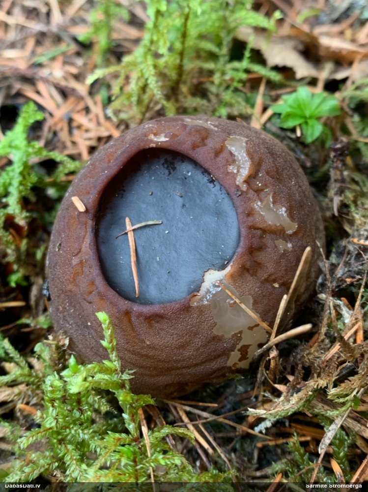 шаровидная саркосома