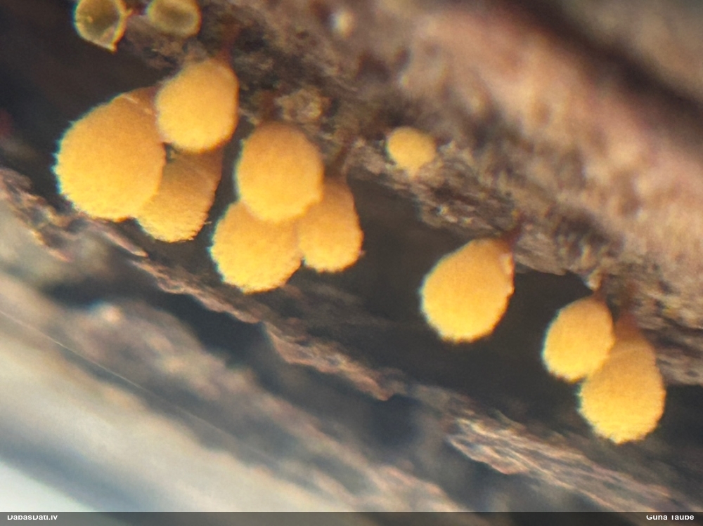 Trihija, hemitrihija (nenoteikta)