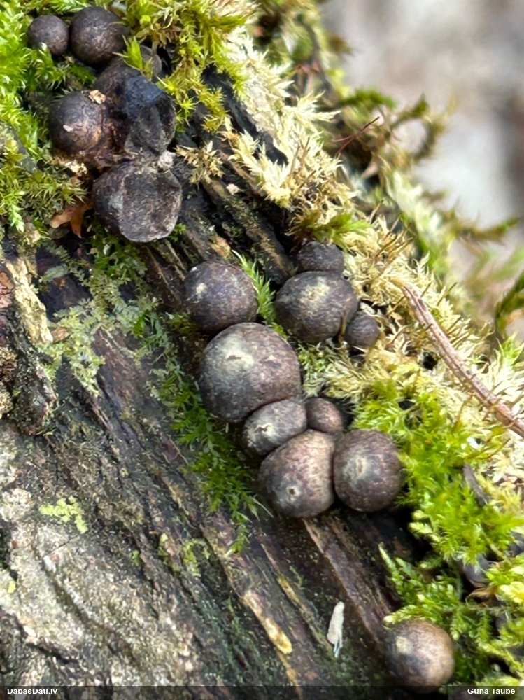 Koksnes vilkpienaine