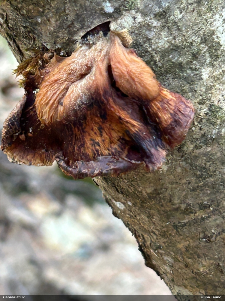 Vēlā pundurkamolene
