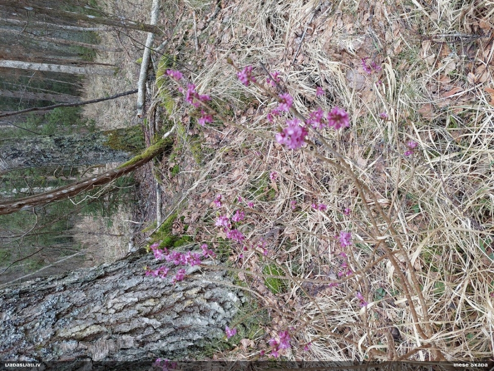 волчеягодник обыкновенный