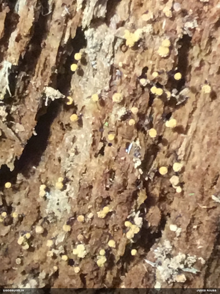 Rūsganā kribrārija