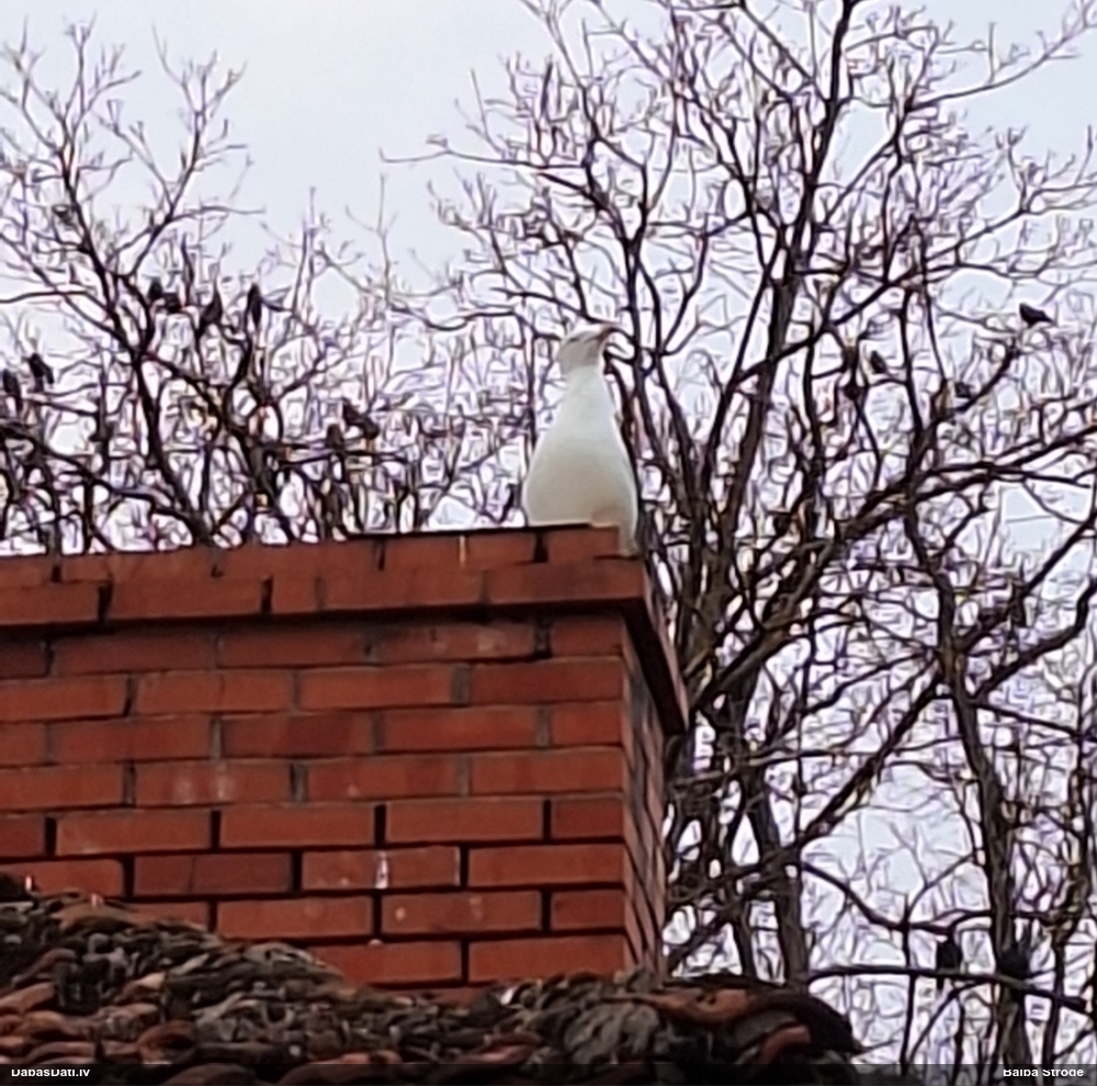 серебристая чайка