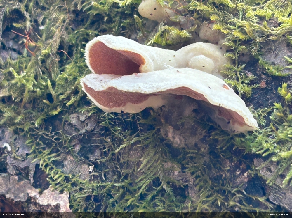 Divkrāsu plānpiepe