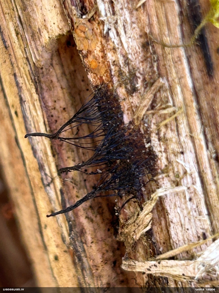 Šokolādes gļotsēne (nenoteikta)