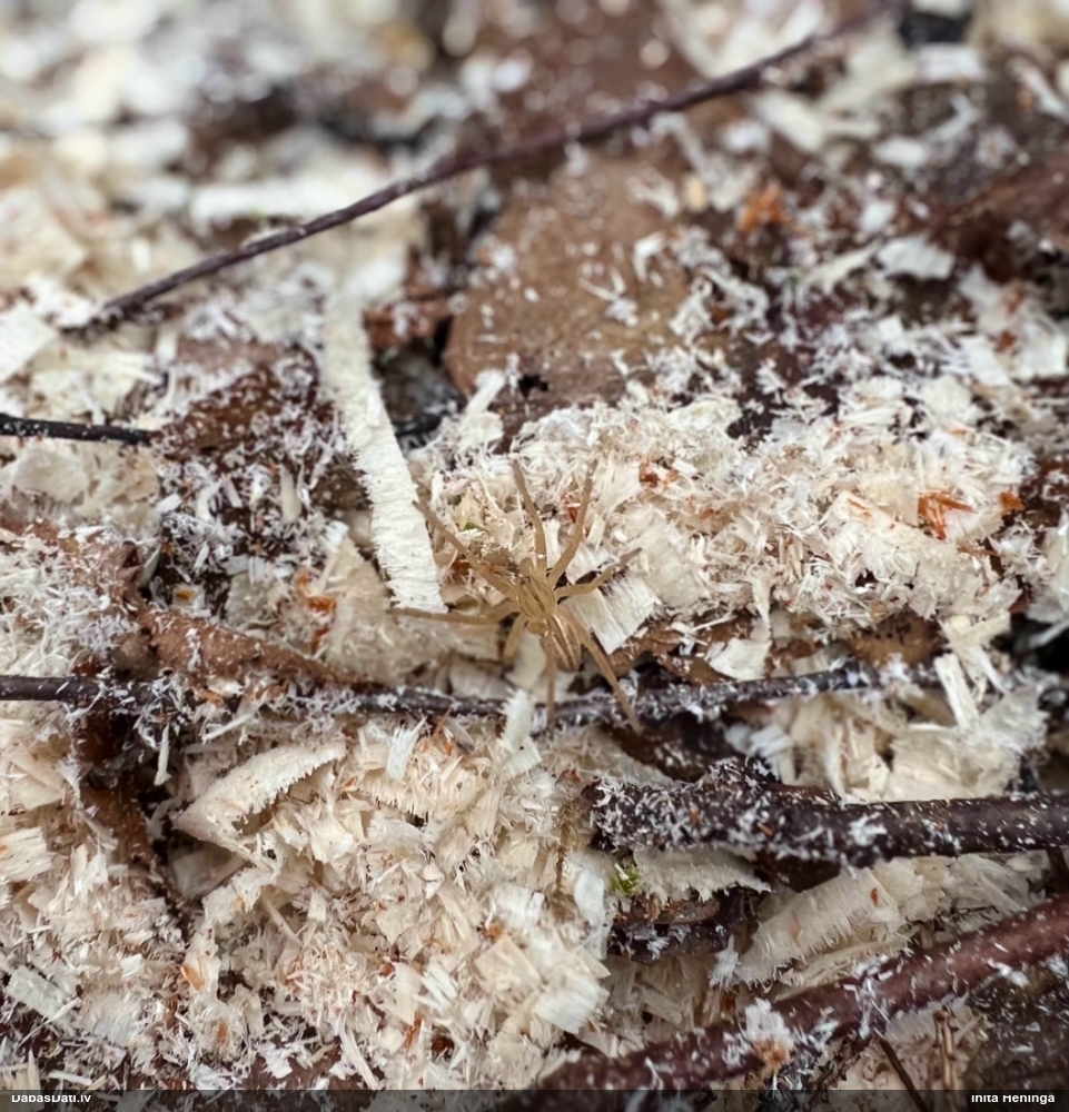 Medniekzirneklis Micrommata virescens