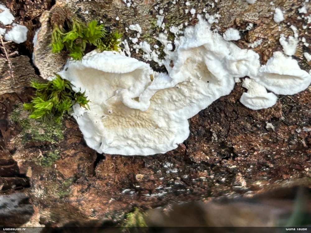 Sēne Plicatura nivea