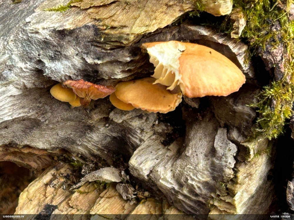 Samtainā ziemene (ziemas celmene)