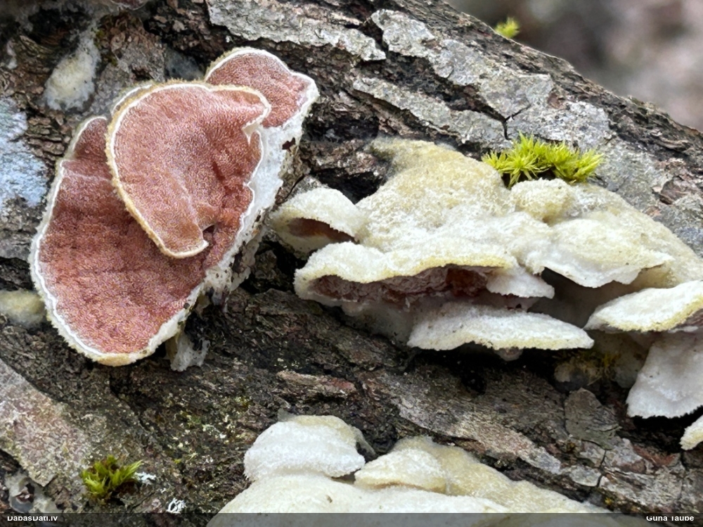 Divkrāsu plānpiepe