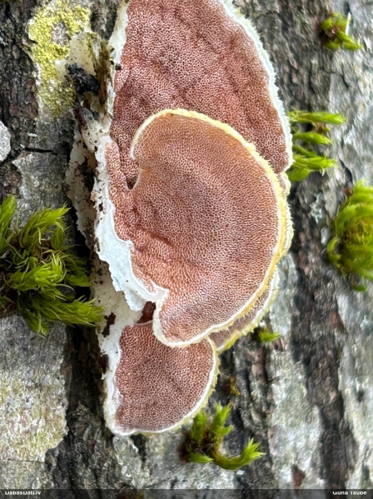 Divkrāsu plānpiepe