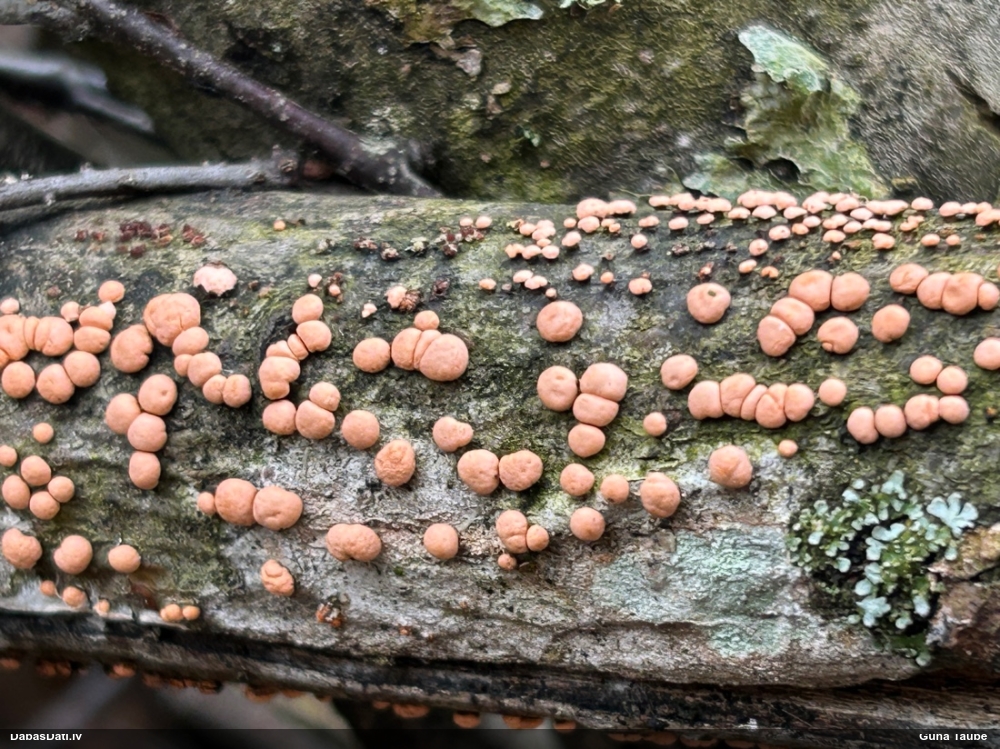 Lapkoku sarkankārpainība