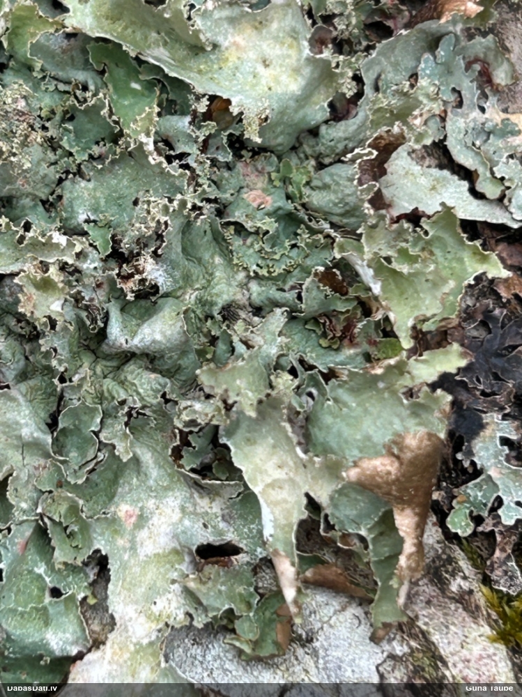 Zilganzaļā platismatija