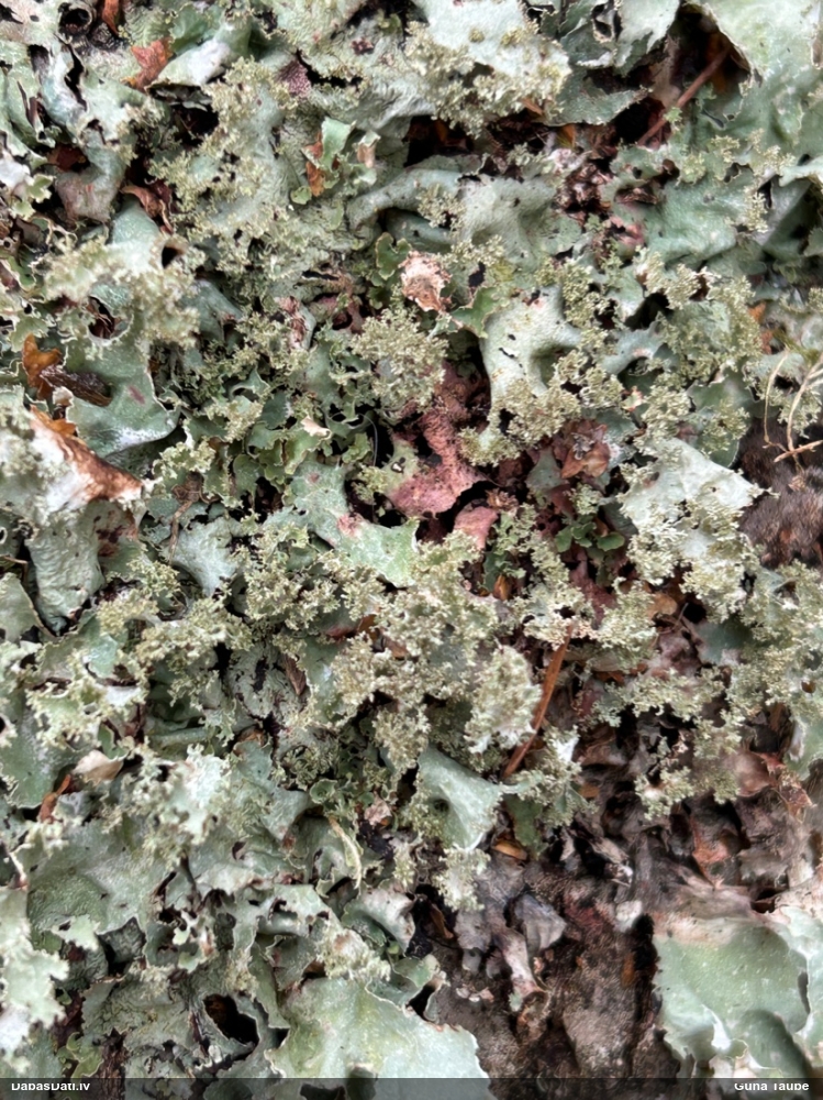 Zilganzaļā platismatija