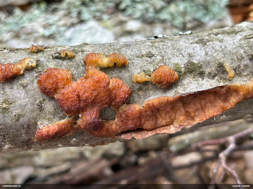Skrimšļainā eksīdija
