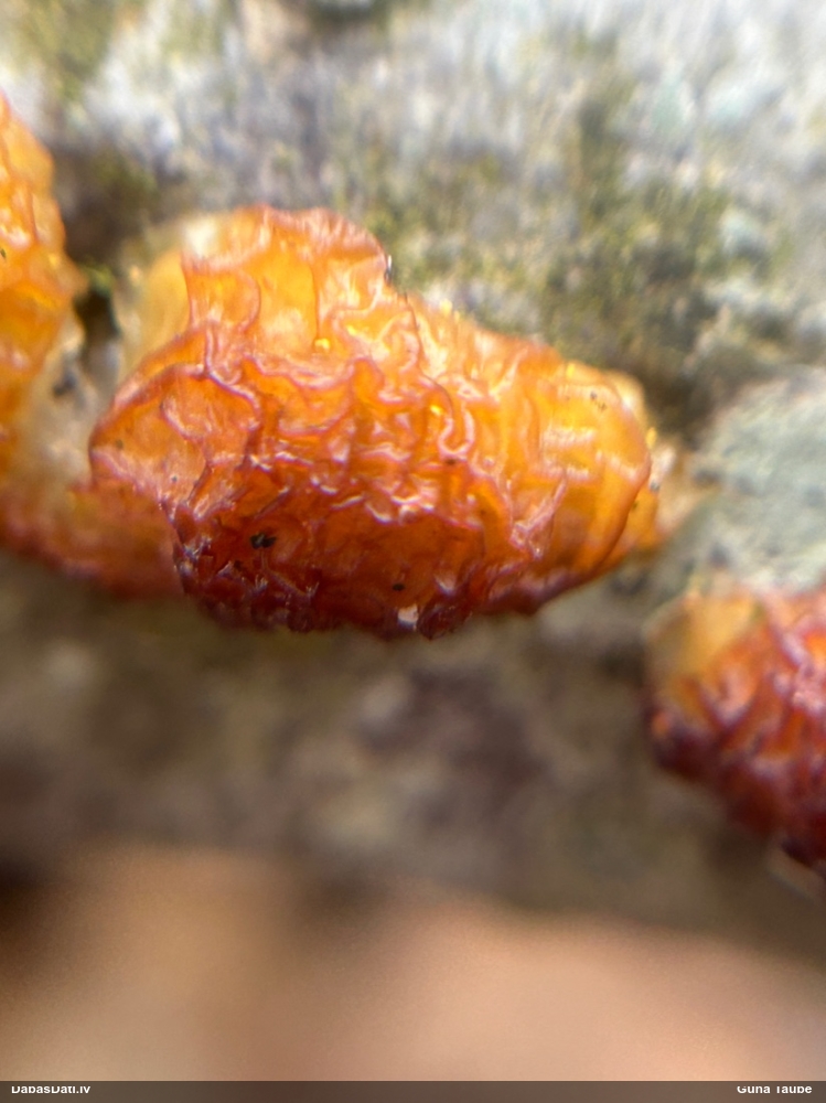 Skrimšļainā eksīdija