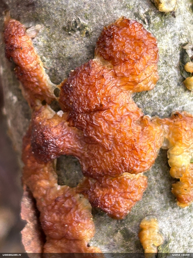 Skrimšļainā eksīdija