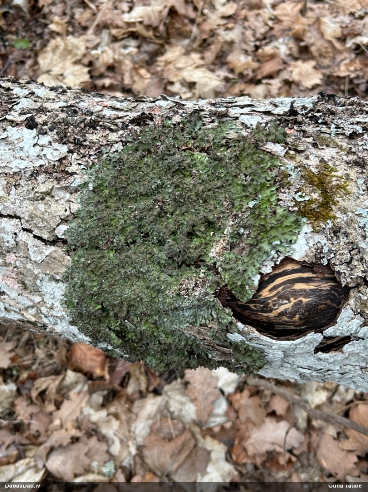 Kausveida pleirostikta