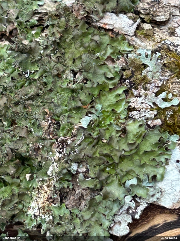 Kausveida pleirostikta